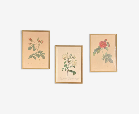Lot de 3 reproductions encadrées de Redouté