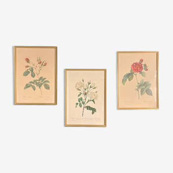 Set of 3 framed reproductions of Redouté