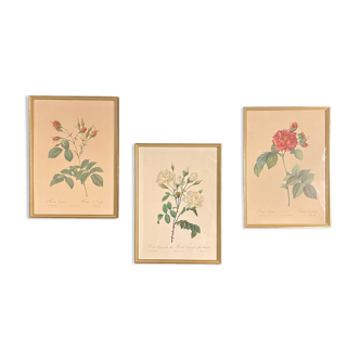 Lot de 3 reproductions encadrées de Redouté