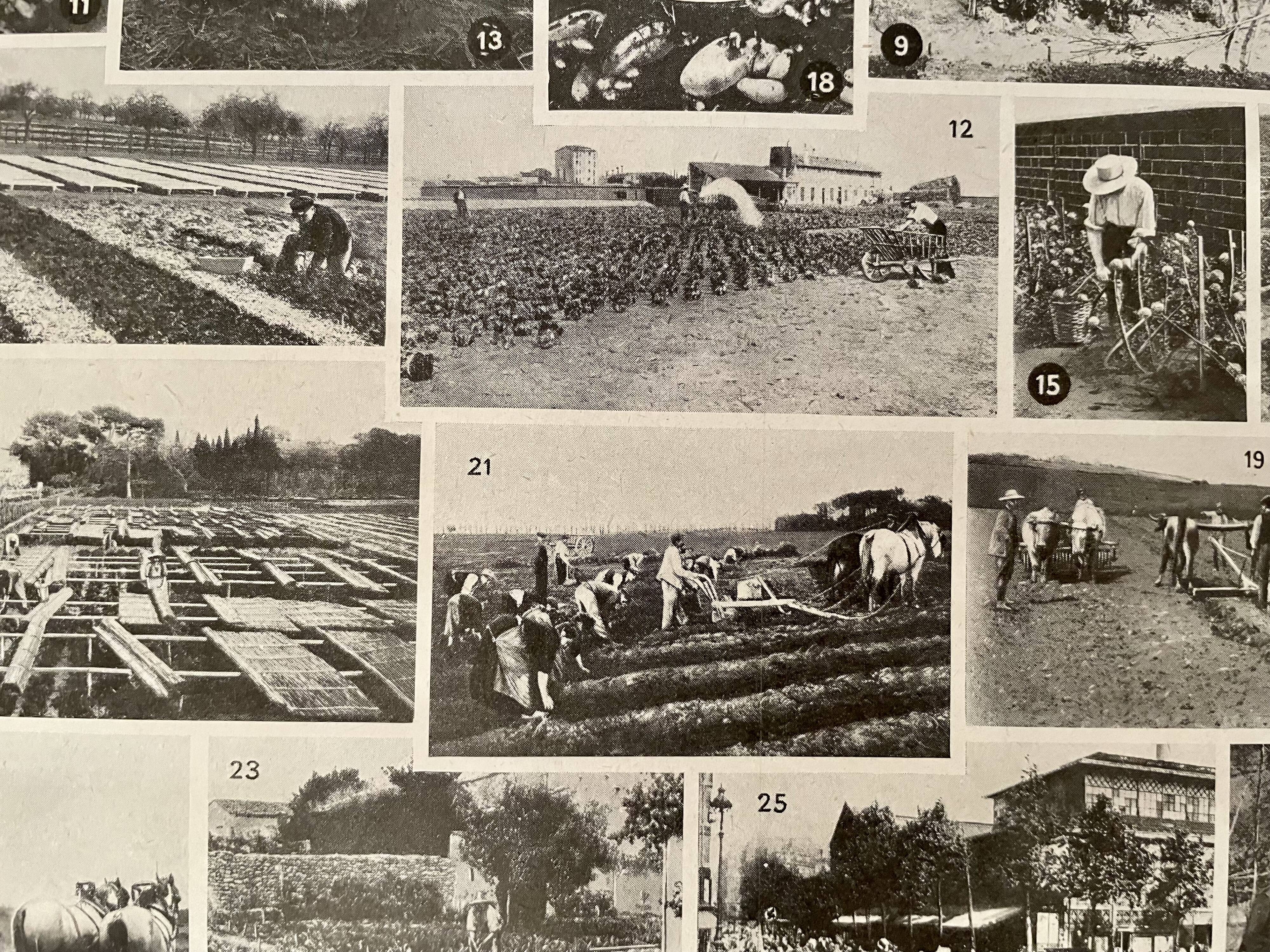 Lithographie sur les légumes et plantes potagères - 1920