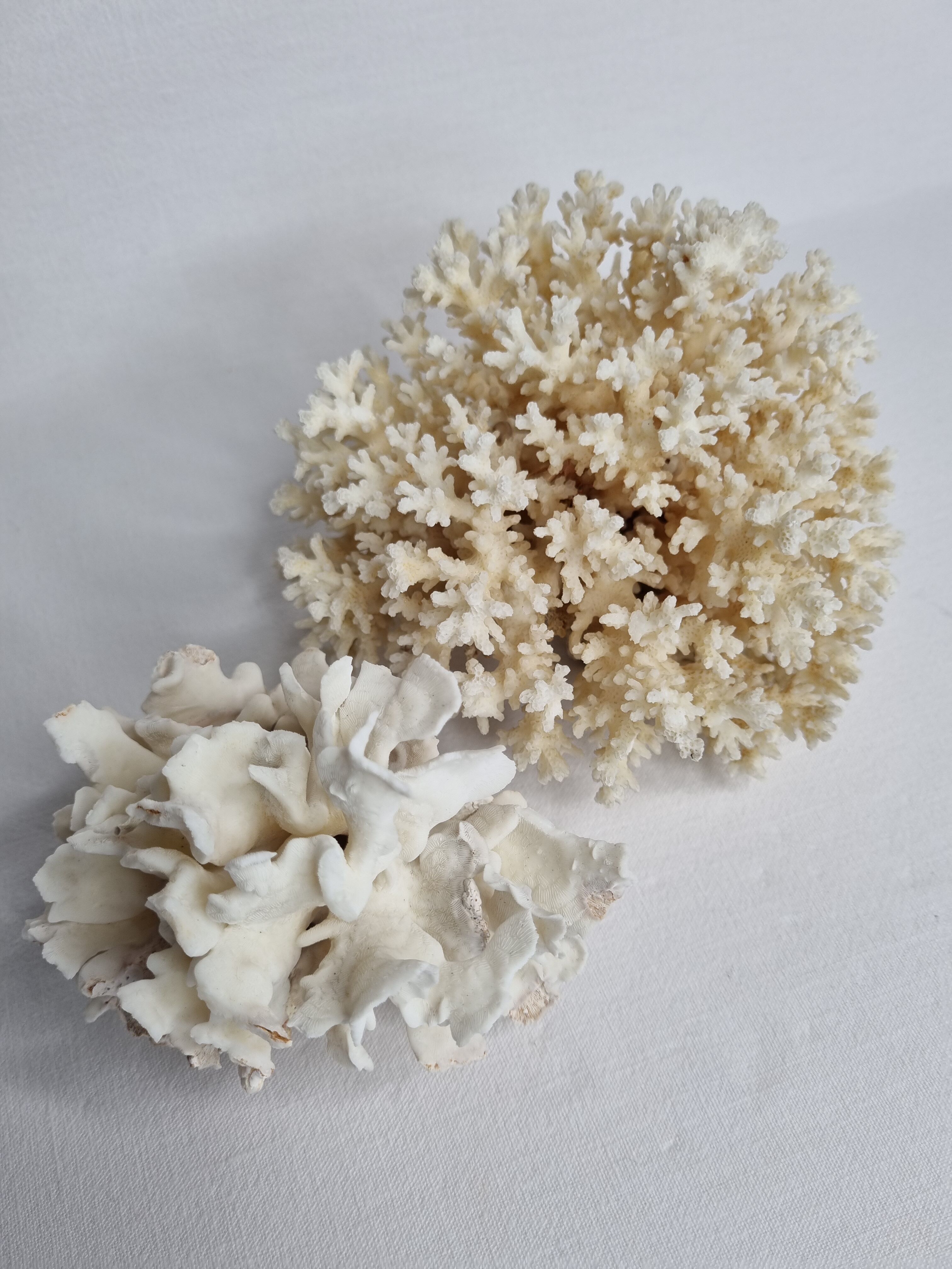 Set of two ancient white corals to lay