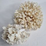 Set of two ancient white corals to lay