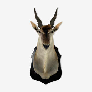 Taxidermie de l’antilope eland