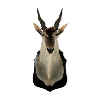 Eland Antelope Taxidermy