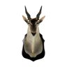 Eland Antelope Taxidermy