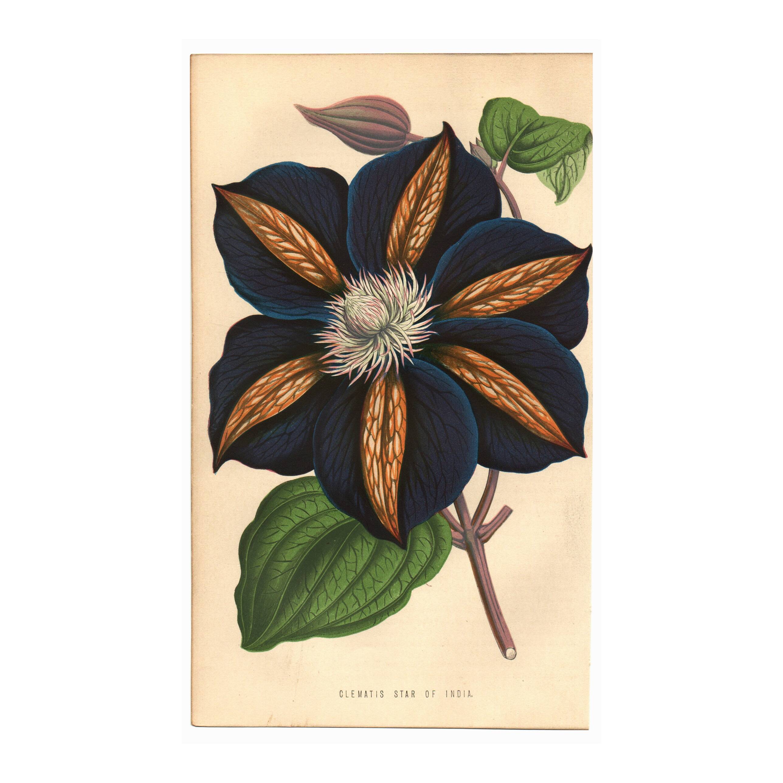 Vintage illustration - Clematis - Botanical engraving 1871 - old flower