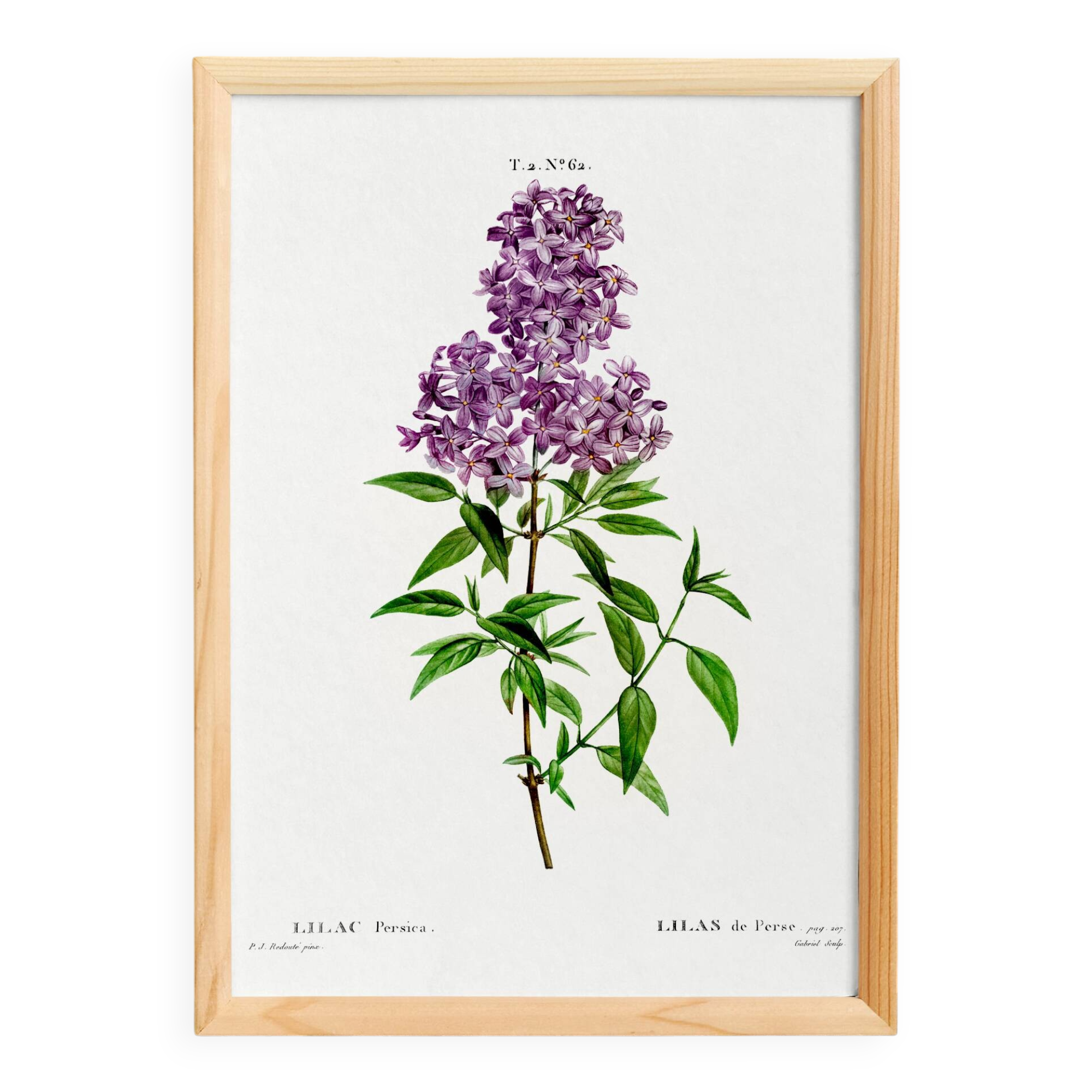 Poster about Persian lilac, after an old engraving from 1802