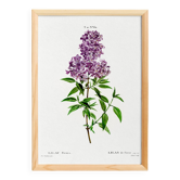 Poster about Persian lilac, after an old engraving from 1802