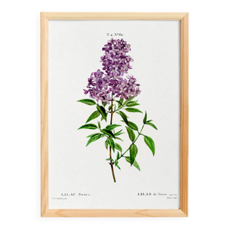 Poster about Persian lilac, after an old engraving from 1802