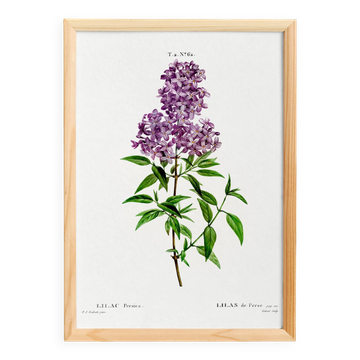 Affiche sur le lilas de Perse, d’après une gravure ancienne de 1802