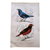 Gravure ancienne de 1849. Oiseaux Cotinga de E.Travies. d'Orbigny nature
