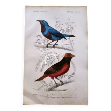 Old engraving from 1849. Cotinga birds by E.Travies. d'Orbigny nature