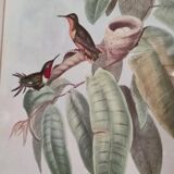 Gravure oiseaux encadrée
