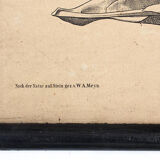 Affiche élevage, Hermann von Nathusius(1809-1879), 1859