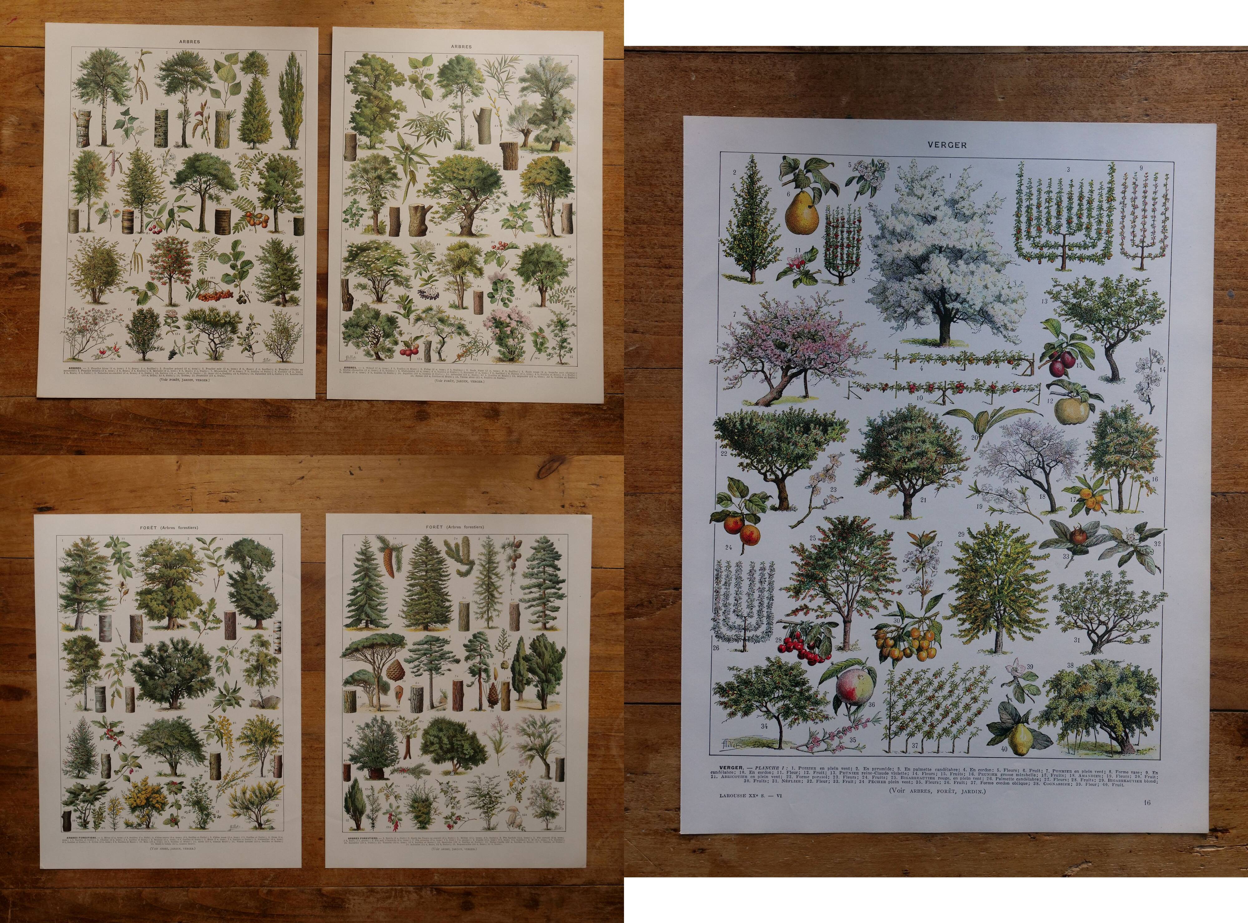Set of 5 lithographs on trees, forest and orchard (reserved)