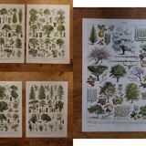 Lot de 5 lithographies sur les arbres, la forêt et le verger (reservé)