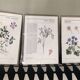 Lot 3 illustrations botaniques