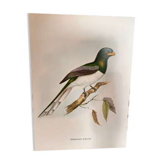 Illustrated plate by John Gould