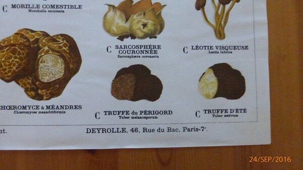 Educational poster DEYROLLE