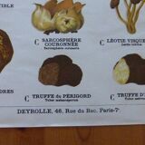 Educational poster DEYROLLE