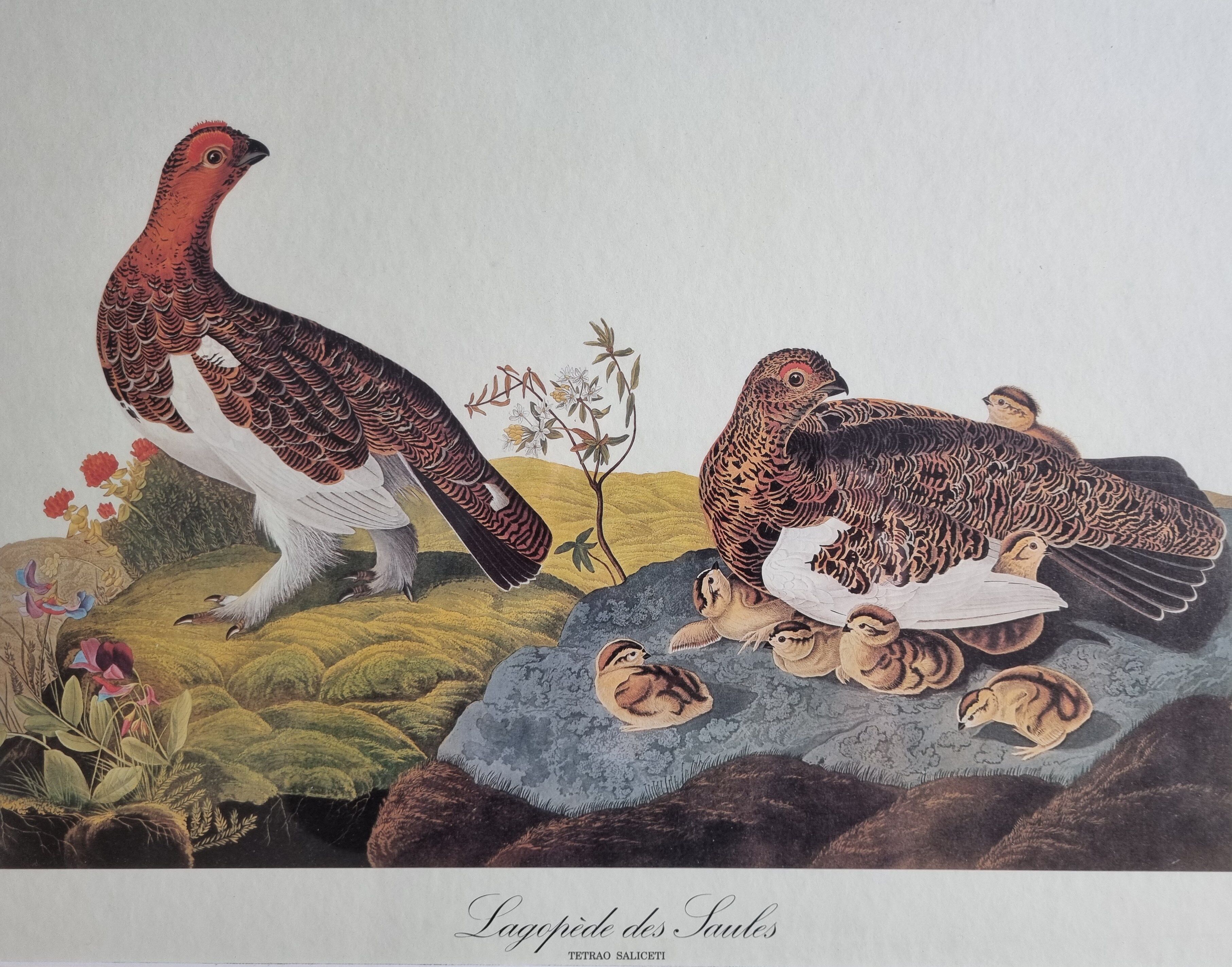 Vintage reproduction after Jean-Jacques Audubon, ornithology, Ptarmigan of the Willows
