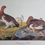 Vintage reproduction after Jean-Jacques Audubon, ornithology, Ptarmigan of the Willows