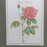 Botanical silkscreen printing