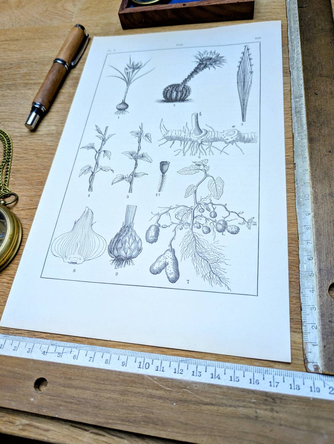 Vintage botanical plate printed in 1889, the stems.