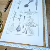 Planche botanique imprimée en 1889, les tiges