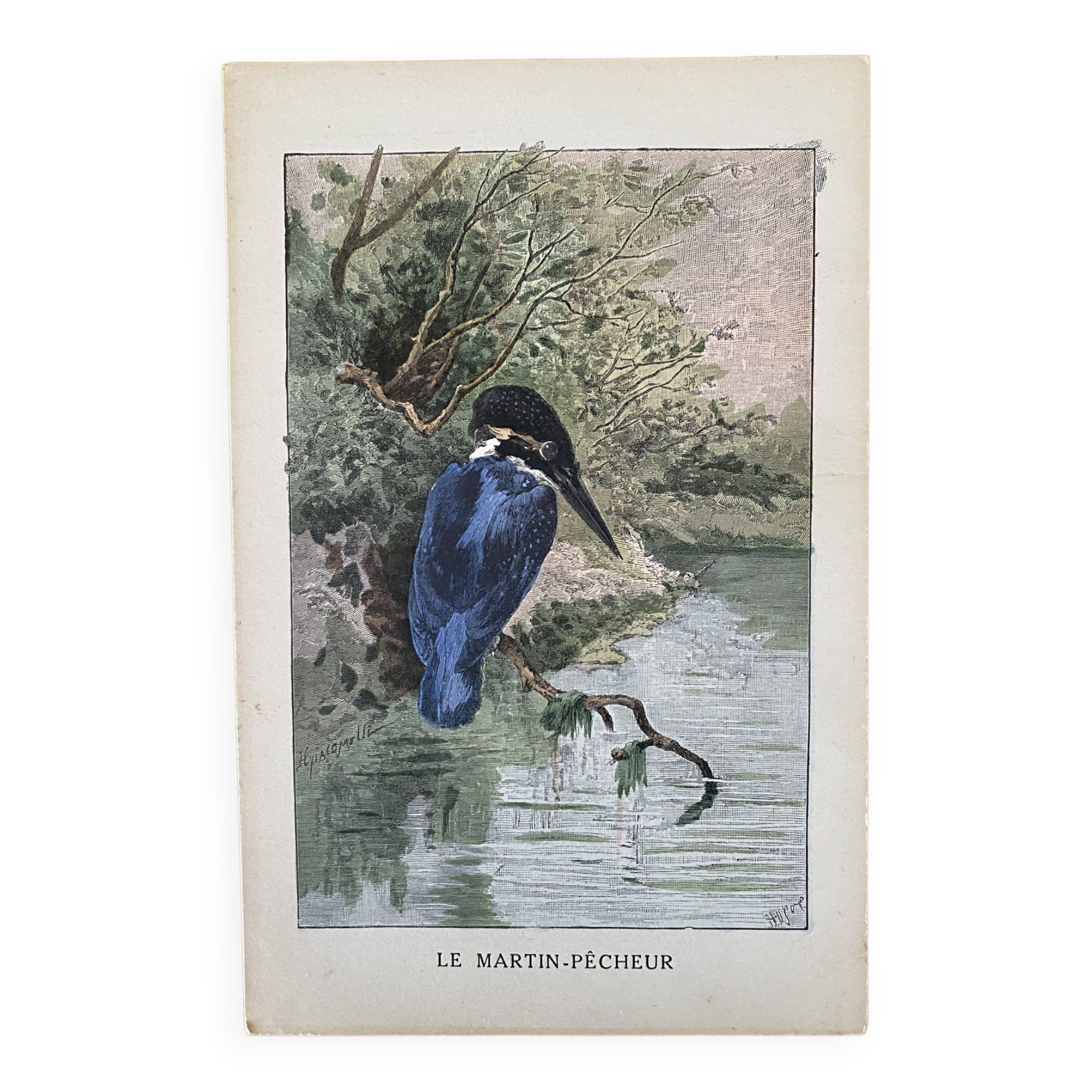 Old bird engraving - Giacomelli and Huyot - THE KING FISHER -