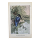 Old bird engraving - Giacomelli and Huyot - THE KING FISHER -