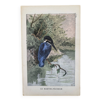Old bird engraving - Giacomelli and Huyot - THE KING FISHER -