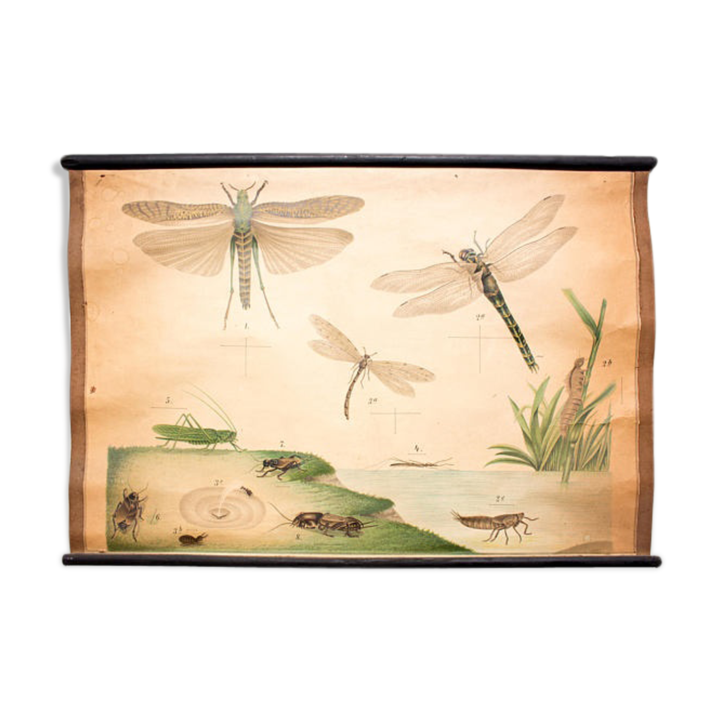 Poster "Libellule" educational grid 1891