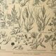 Gravure ancienne de 1921 - Flore de Prairie (1) - planche botanique fleurs