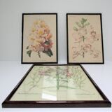 Trois planches botaniques encadrées orchidée rhododendron campanule médium vintage