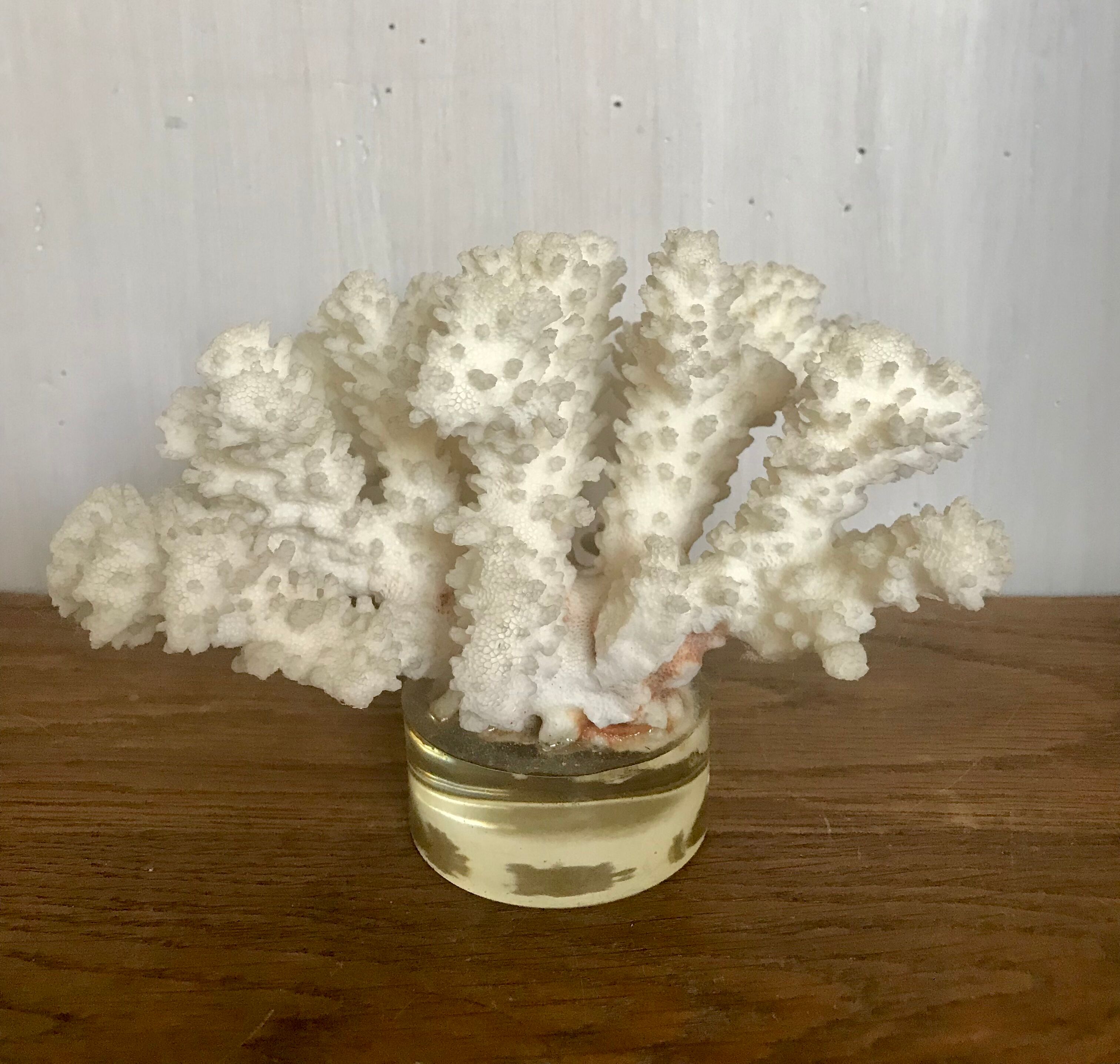 White coral