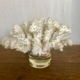 White coral