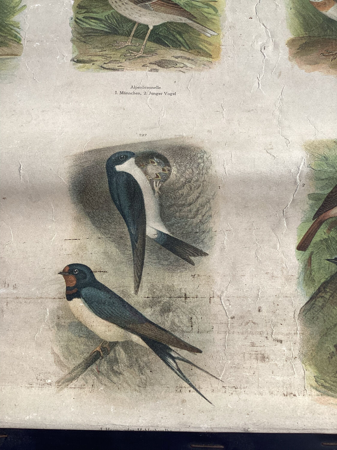 Vogel Europas school poster