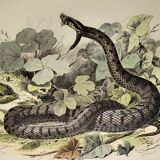 Original zoological plate from 1839 "saurian" the common viper & .....