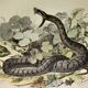 Planche zoologique originale de 1839 "saurien" la vipere commune & .....