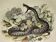 Planche zoologique originale de 1839 "saurien" la vipere commune & .....