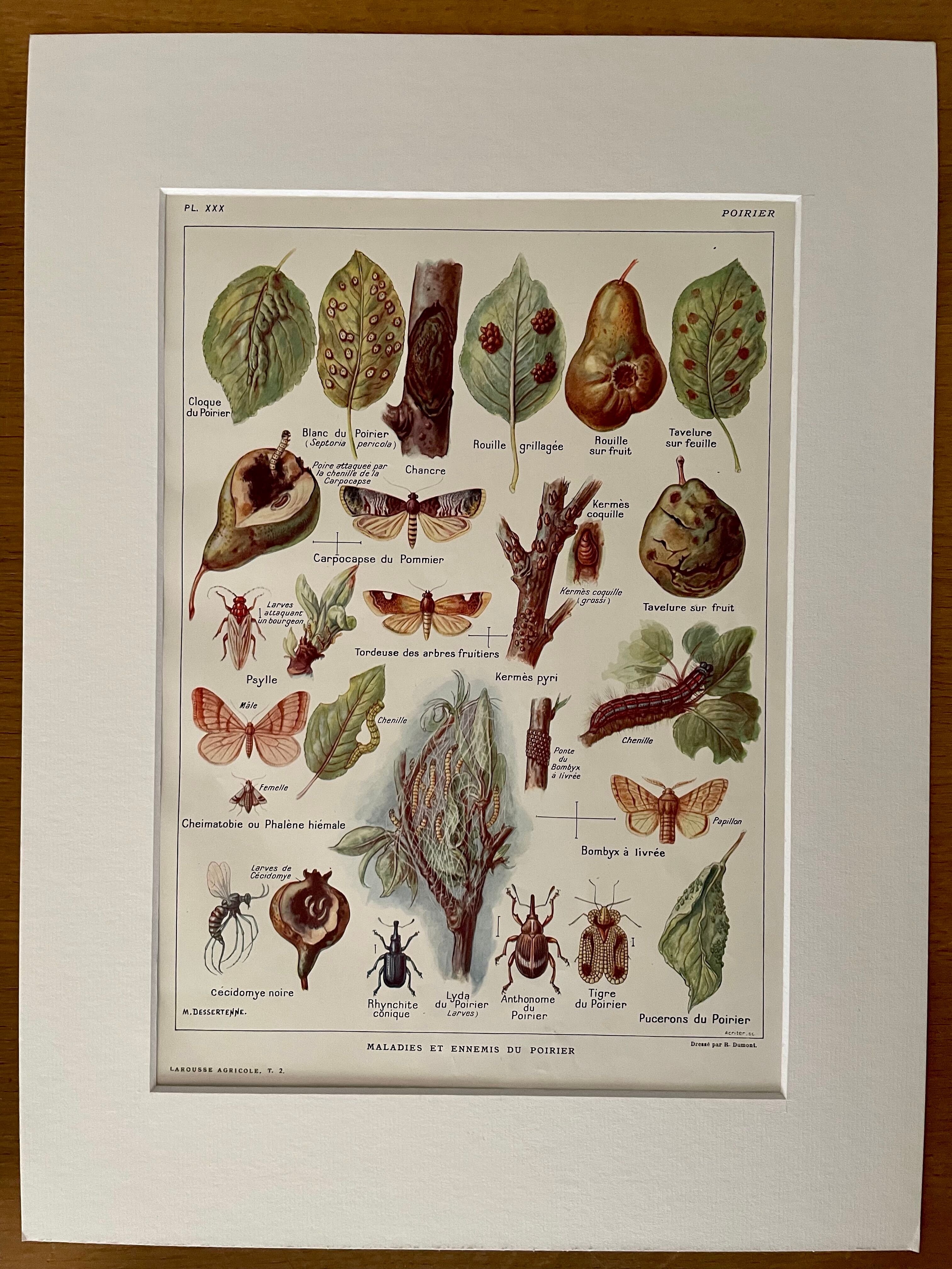 Lithographie sur le poirier de 1921
