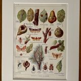 Lithograph on the pear tree of 1921