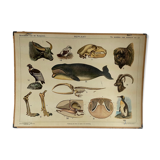 Educational Chart, 1950s