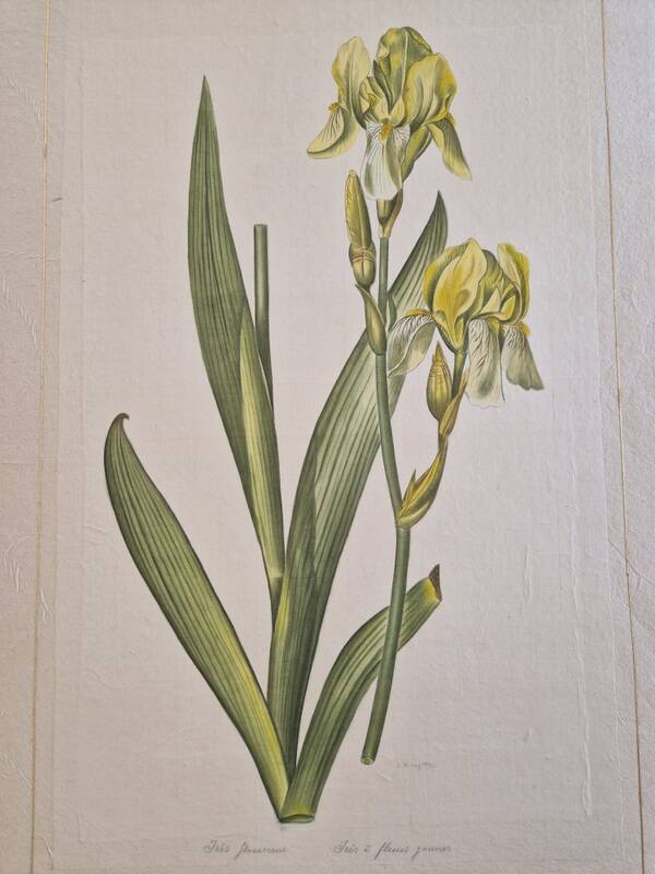 La Roche Laffitte (Born in 1943) - Watercolour drawing on silk - Yellow iris