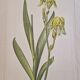 La Roche Laffitte (Born in 1943) - Watercolour drawing on silk - Yellow iris