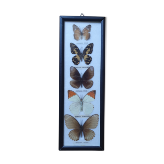 Cadre entomologie collection papillons