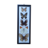 Entomology framework butterfly collection