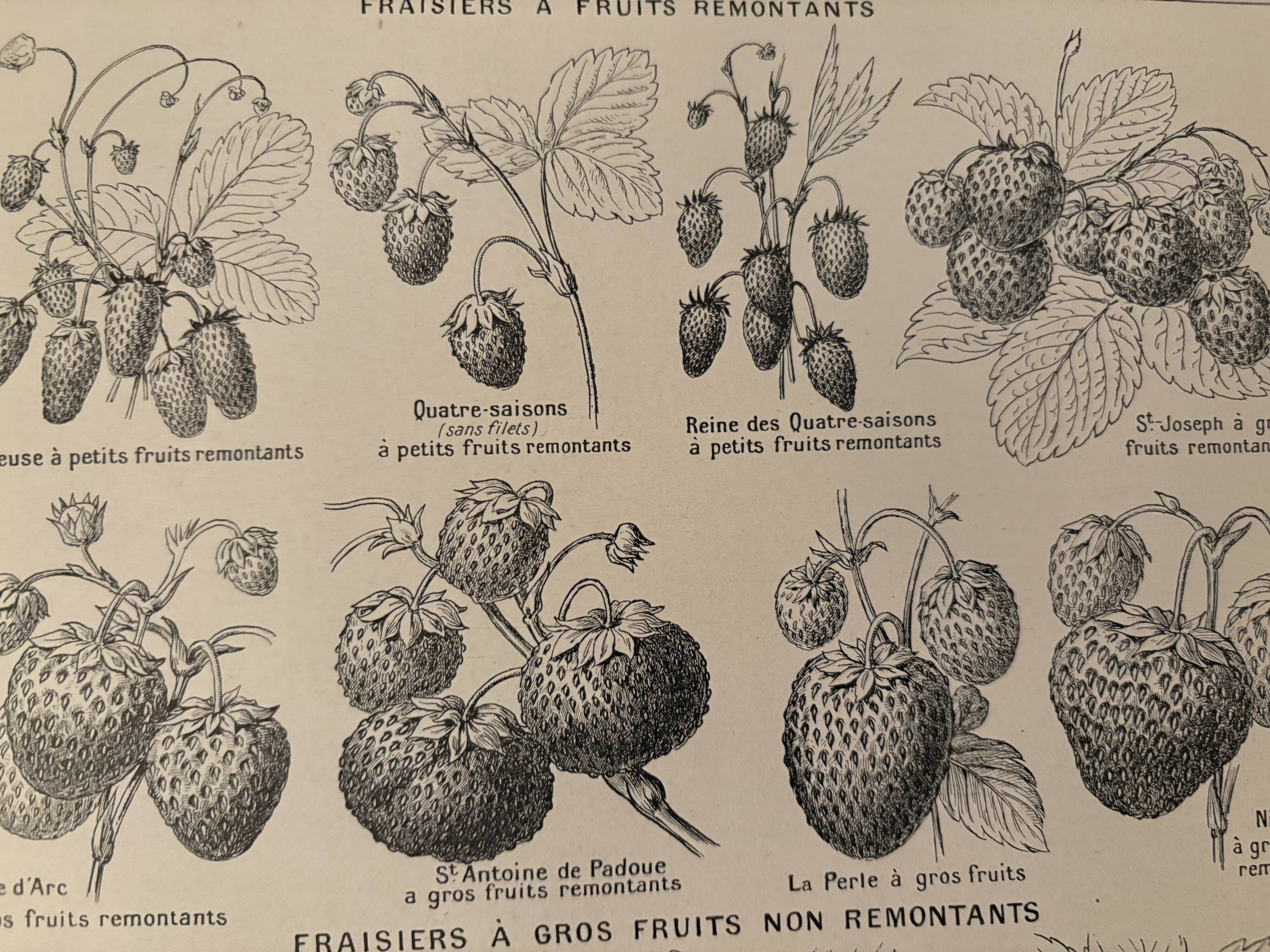 Lithographie sur la fraise - 1920