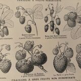 Lithograph on strawberry - 1920